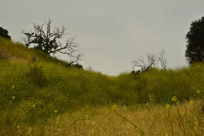 DSC_6494 (Large).JPG